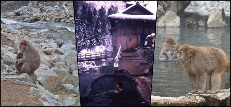 Parc Jigokudani - l'onsen des singes