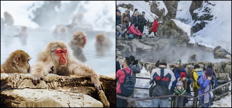 Taman Jigokudani - onsen monyet