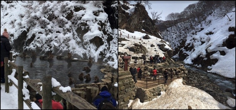 Parco Jigokudani - l'onsen delle scimmie