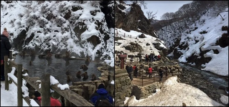 Parque Jigokudani - O onsen dos macacos Parque Jigokudani - O onsen dos macacos
