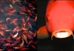 日本の鯉の好奇心と伝説の話