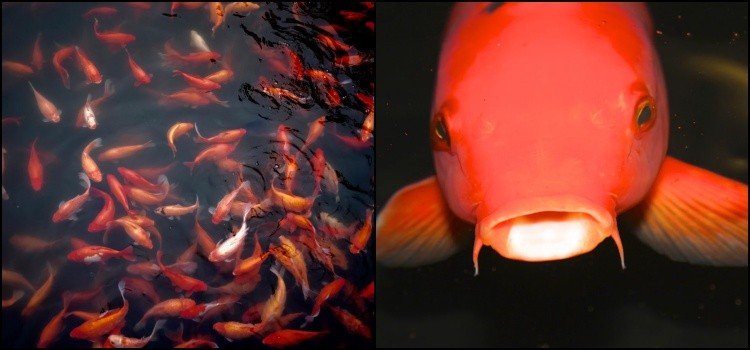 Koi fish - curiosities and legends of Japanese carps