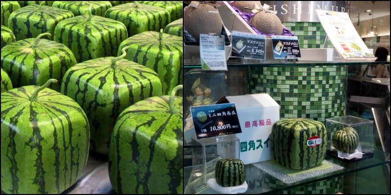 Quadratische Wassermelonen in Japan