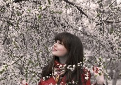 Sakura – Alles über die Kirschbäume in Japan