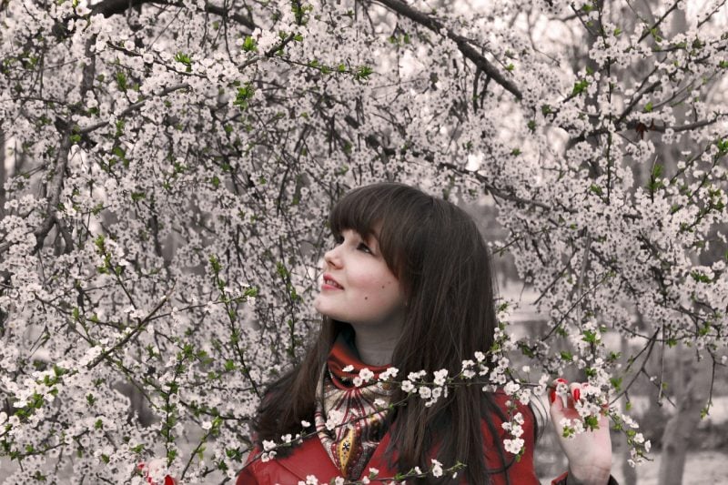 사쿠라-일본의 모든 벚꽃 나무