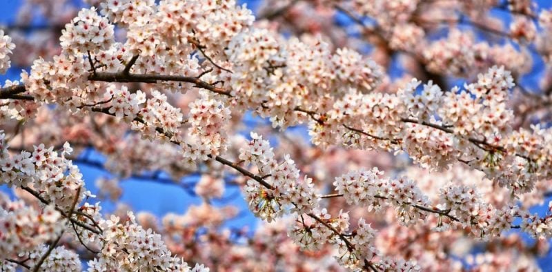 Sakura – tudo sobre as cerejeiras do japão