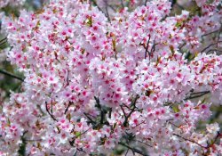 花咲か爺さん-木を咲かせる老人の物語