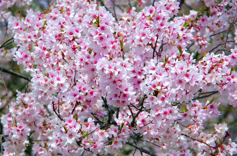 Guida Hanami - godersi i fiori in giappone