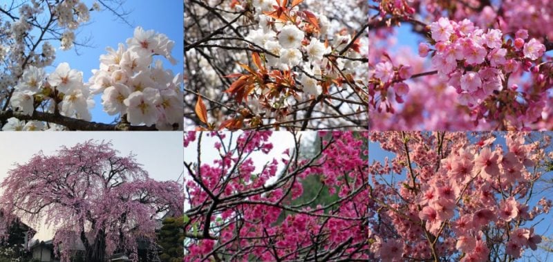 사쿠라-일본의 모든 벚꽃 나무