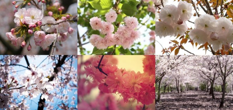 Sakura - tout sur les cerisiers du Japon