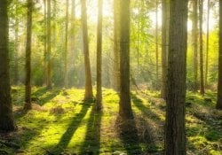 Komorebi – Sinar matahari menembus pepohonan