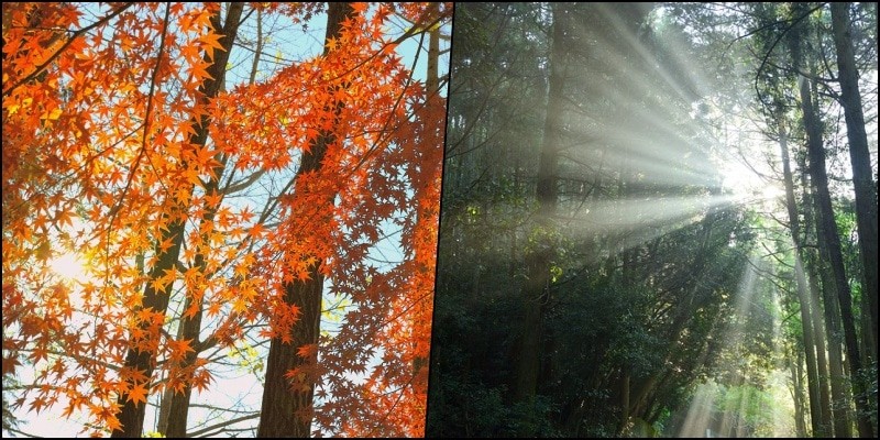 Komorebi - la lumière du soleil à travers les arbres