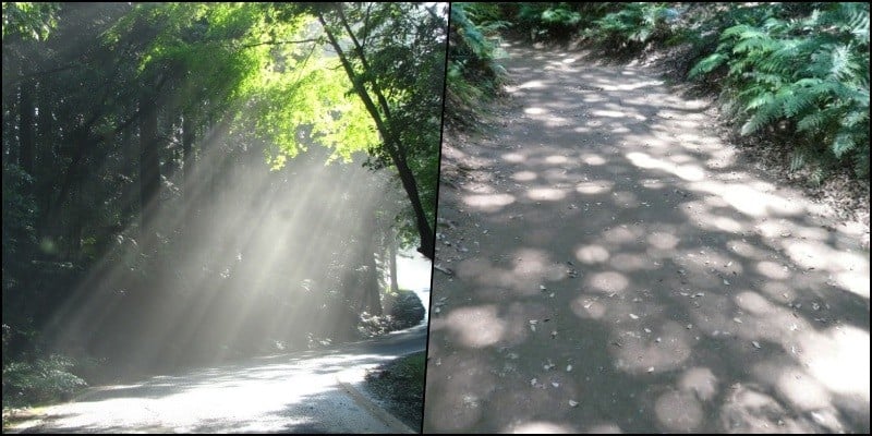 Komorebi - ánh sáng mặt trời qua những thân cây