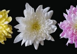 Chrysanthème - Le symbole du trône japonais