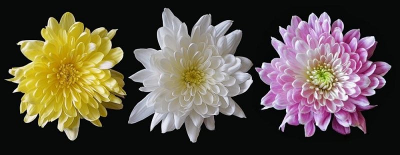 Crisantemo: el símbolo del trono japonés