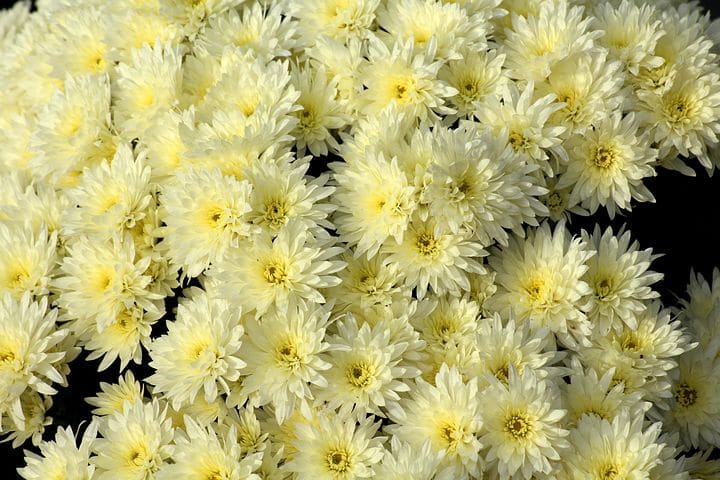 Chrysanthemum - the symbol of the Japanese throne