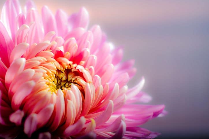 Chrysanthemum - the symbol of the Japanese throne