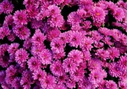 Chrysanthème - le symbole du trône japonais