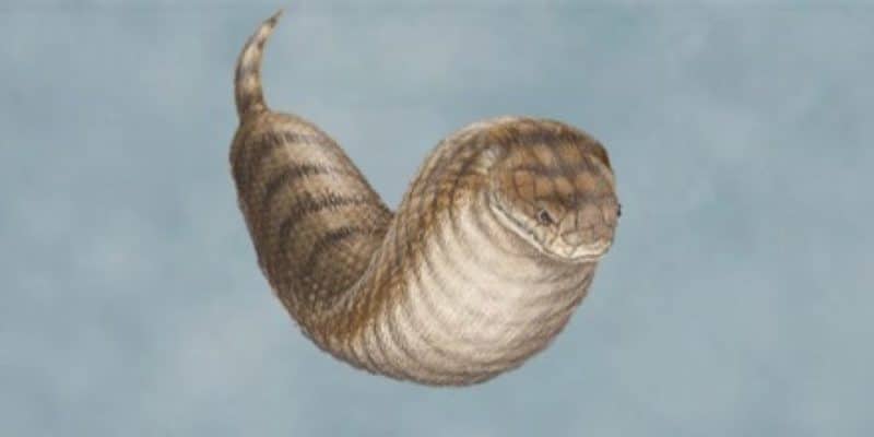 Tsuchinoko - yokai that looks like a fat snake