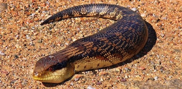 Tsuchinoko - yokai that looks like a fat snake