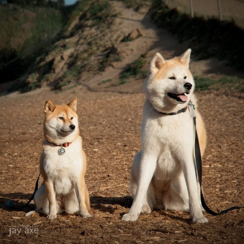 Akita inu và shiba inu - những con chó Nhật Bản