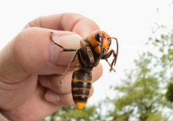 マンダリンハチ-日本の巨大なハチ