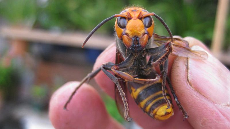 Mandarin Wasp - Tawon Raksasa Jepang