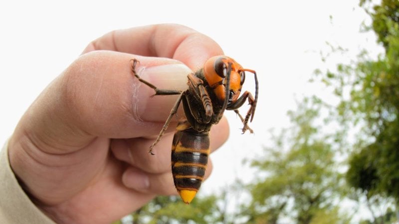 Mandarin wasp - the giant wasps of japan