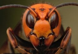 Mandarin wasp - ตัวต่อยักษ์ของญี่ปุ่น