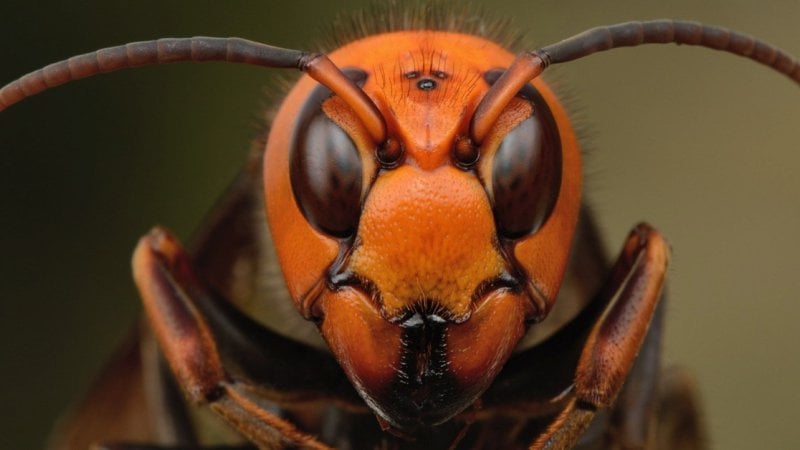 Mandarin wasp - the giant wasps of japan
