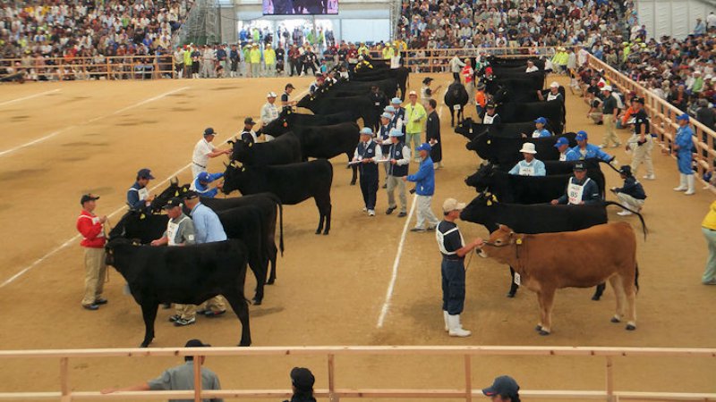 Wagyu - Guida definitiva al manzo giapponese di Kobe