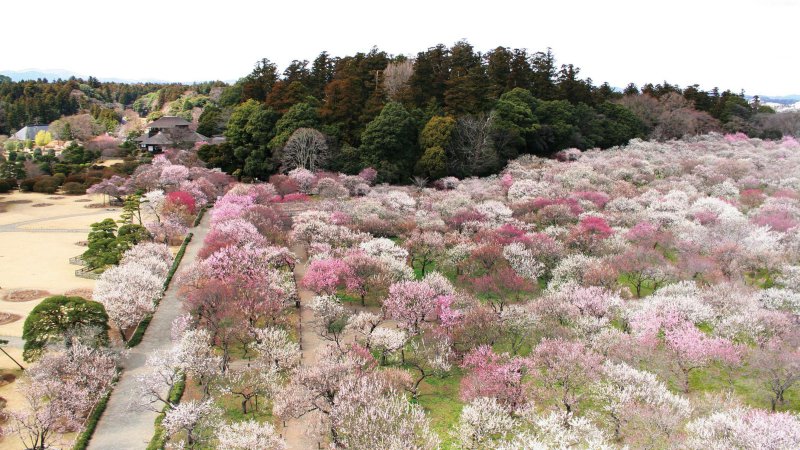 Kenrokuen و korakuen و kairakuen - أكبر ثلاث حدائق في اليابان