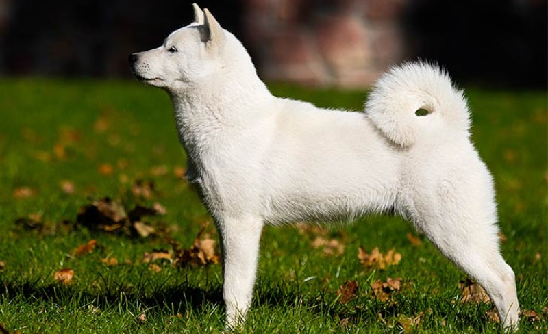 Know 11 Japanese dog breeds