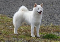 Meet 11 breed of Japanese dogs