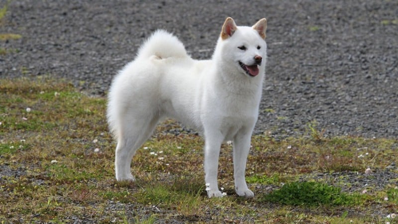 11種類の日本の犬について見つける