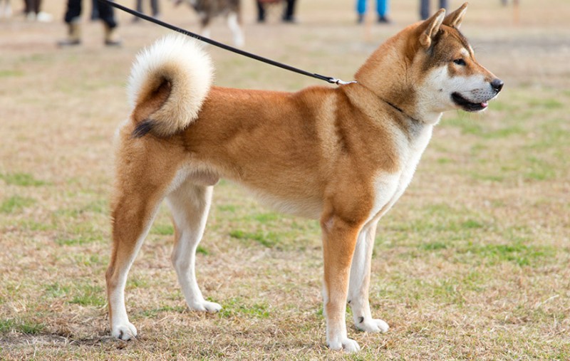 Shikoku inu - the dog from the kochi region