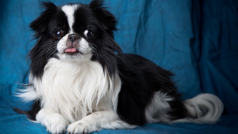 Conheça 11 raça de cachorros japoneses