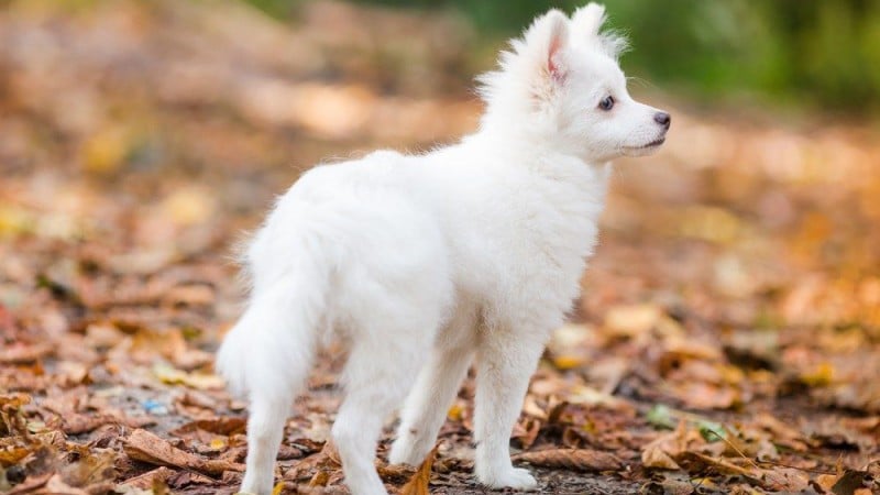 Rencontrez 11 races de chiens japonaises