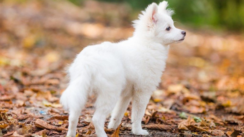 Know 11 Japanese dog breeds