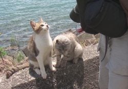 네 코지마-일본에서 20 개의 고양이 섬을 만나다