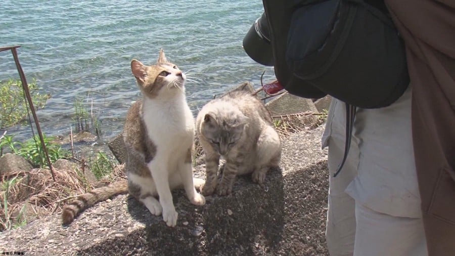 Nekojima - تعرف على 20 جزيرة من القطط في اليابان