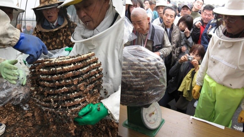 Hebo 축제 - 일본에서 말벌 유충 축제