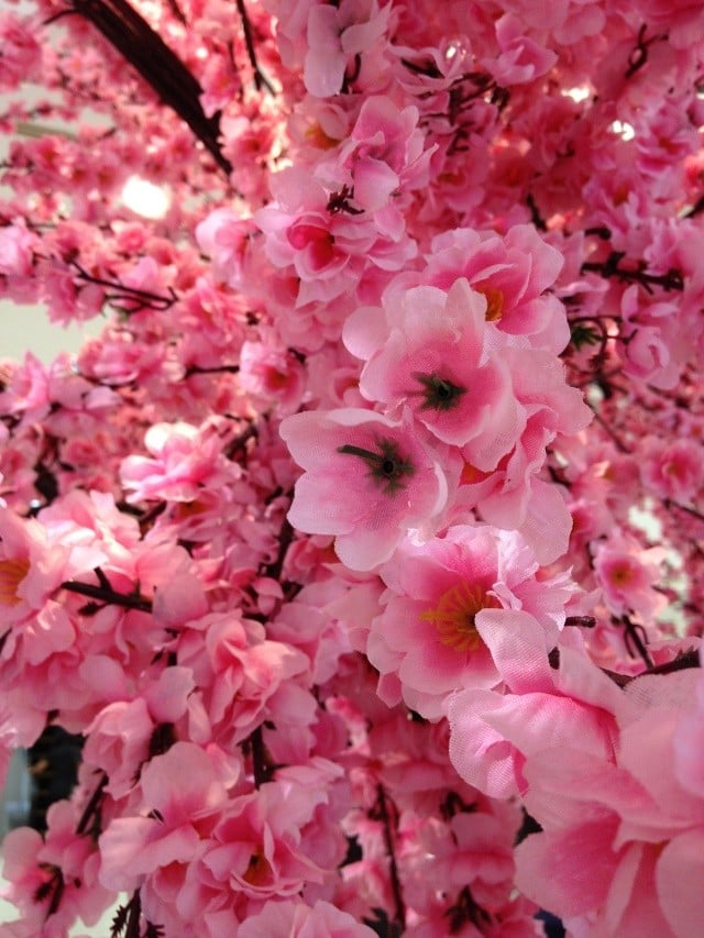 关于日本樱花树的六大好奇心