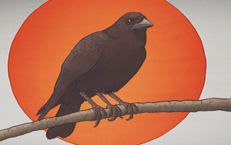 Karasu – simbologia do corvo no japão