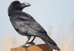 Karasu – simbologia del corvo in Giappone
