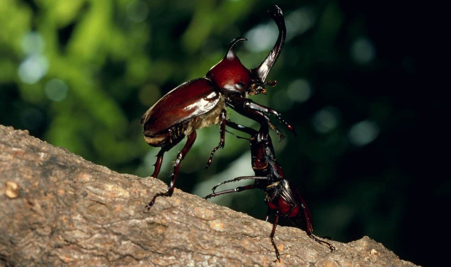 Beetle: the insect that is a pet in Japan.