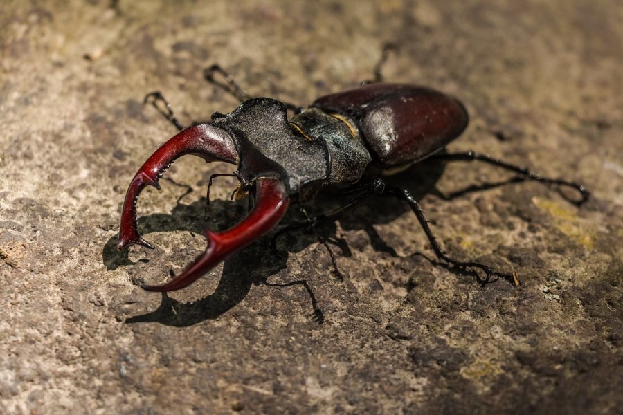 Beetle: the insect that is a pet in Japan.