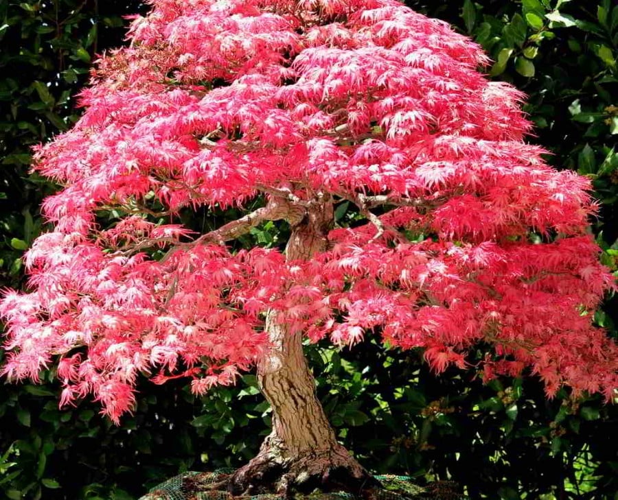Tất cả về cạnh Nhật Bản: một trong những cây đẹp nhất tồn tại