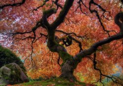 Tất cả về cây phong Nhật Bản: một trong những loài cây đẹp nhất ở đó