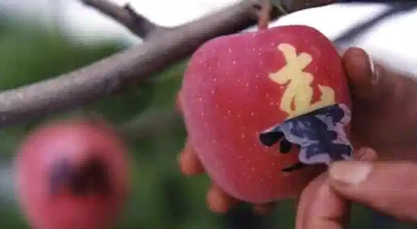 Sandía cuadrada y las frutas más caras de Japón